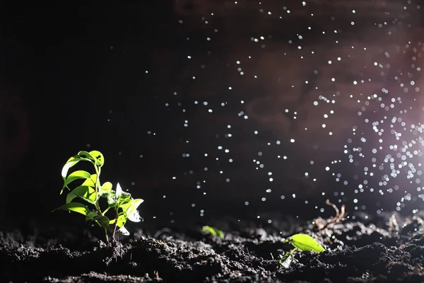 Groene Spruit Grond Voorjaarsconcept Zaailingen Grond Natuur Bijwerken Een Idee — Stockfoto