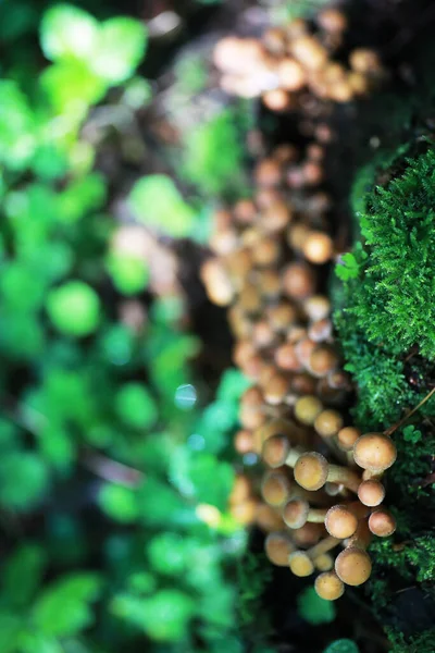 Kis Gombák Makro Természeteserdő Mérgező Gomba Penészének Erőteljes Növekedése — Stock Fotó