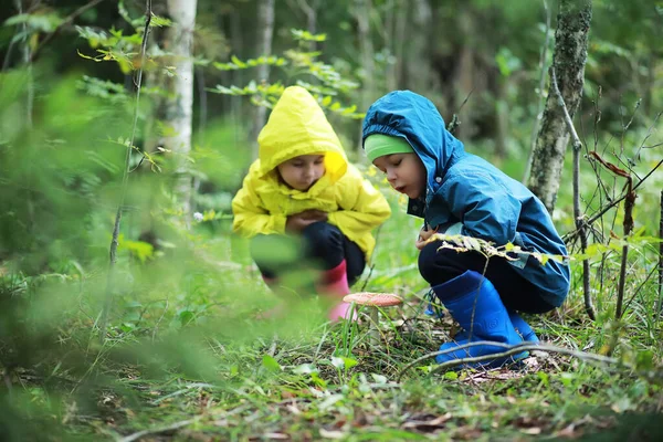 Діти Ходять Ліс Грибами — стокове фото