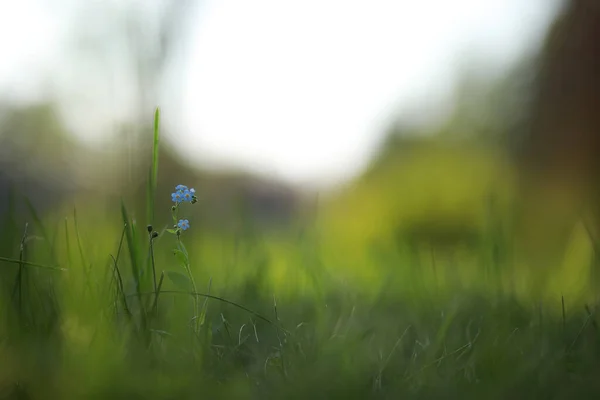 Flor Selvagem Pequenas Flores Uma Primavera Prado Verde — Fotografia de Stock