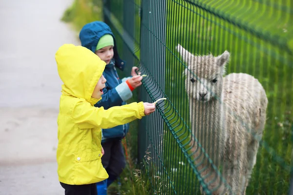 소녀는 동물원에서 원숭이 있습니다 사파리 공원에서 동물을 어린이들 — 스톡 사진
