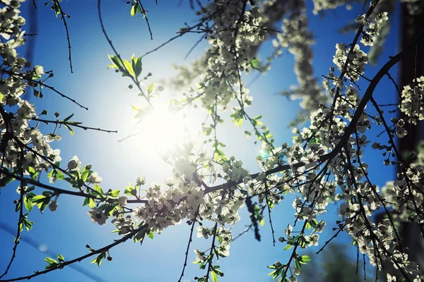 Verduras Primavera Brilhantes Amanhecer Floresta Natureza Ganha Vida Início Primavera — Fotografia de Stock