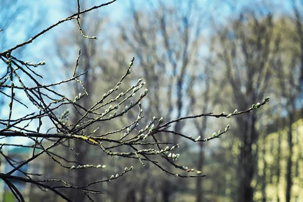 Verduras Primavera Brilhantes Amanhecer Floresta Natureza Ganha Vida Início Primavera — Fotografia de Stock