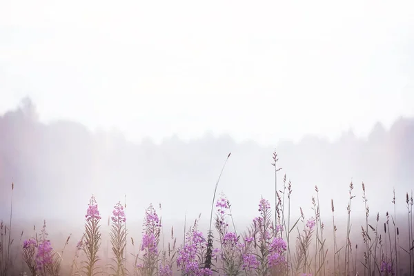 Fog in the field. Evening nature in summer with white fog.