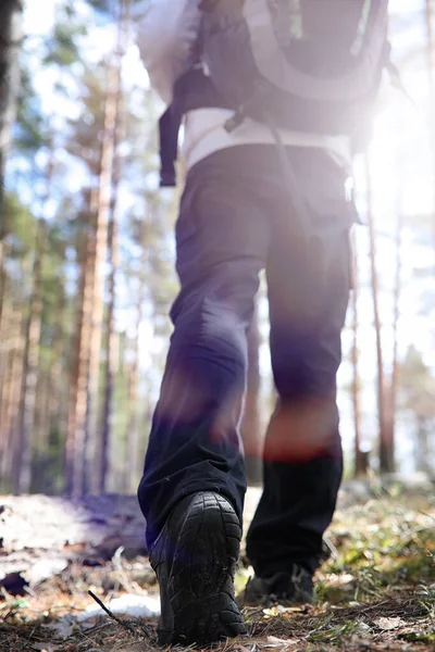 バックパックと松の森の観光です 森の中のハイキングの旅 観光散歩引当金を松します 春のハイキングで若い男 — ストック写真