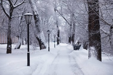 Kış orman manzarası. Kar altında uzun ağaçlar. Ocak ayının soğuk günü parkta.