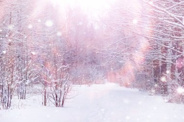 Kış orman manzarası. Kar altında uzun ağaçlar. Ocak ayının soğuk günü parkta.