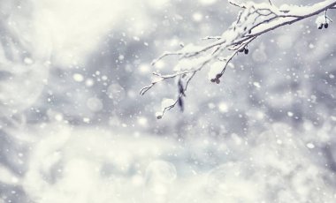 Kış orman manzarası. Kar altında uzun ağaçlar. Ocak ayının soğuk günü parkta.