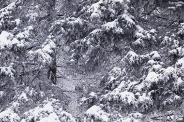 Kış orman manzarası. Kar altında uzun ağaçlar. Ocak ayının soğuk günü parkta.