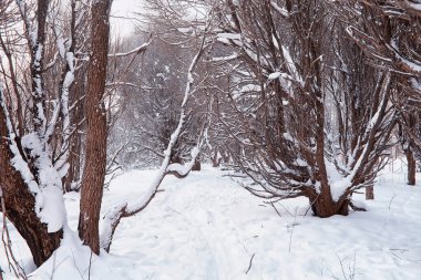 Kış orman manzarası. Kar altında uzun ağaçlar. Ocak ayının soğuk günü parkta.