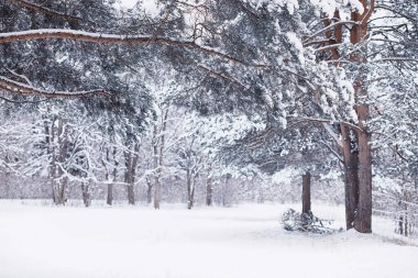 Kış orman manzarası. Kar altında uzun ağaçlar. Ocak ayının soğuk günü parkta.