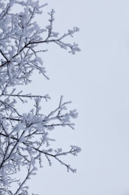 Kış orman manzarası. Kar altında uzun ağaçlar. Ocak ayının soğuk günü parkta.