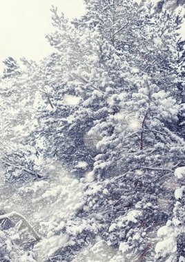 Kış orman manzarası. Kar altında uzun ağaçlar. Ocak ayının soğuk günü parkta.