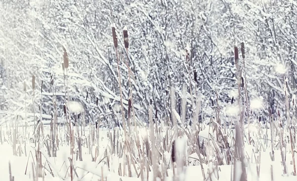 Winter Forest Landscape Tall Trees Snow Cover January Frosty Day — Stock Photo, Image