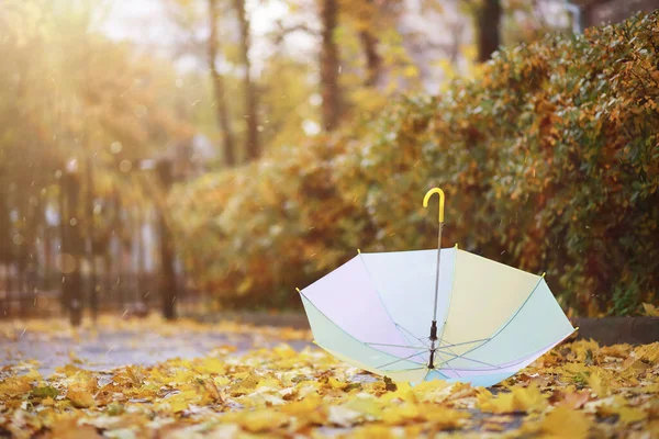 Ombrello Sulle Foglie Cadute Nel Parco Autunnale Nella Giornata Sole — Foto Stock