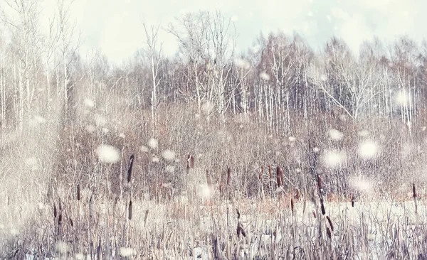 Winterbos Landschap Hoge Bomen Onder Sneeuw Januari Ijzige Dag Park — Stockfoto