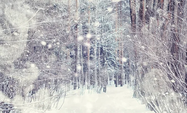 Winterliche Waldlandschaft Hohe Bäume Unter Einer Schneedecke Frosttag Januar Park — Stockfoto