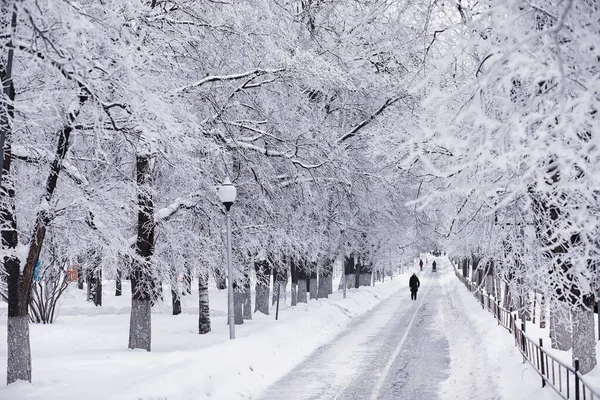 Winterliche Waldlandschaft Hohe Bäume Unter Einer Schneedecke Frosttag Januar Park — Stockfoto