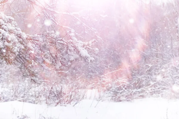 Zimowy Krajobraz Lasu Wysokie Drzewa Pod Pokrywą Śnieżną Styczeń Mroźny — Zdjęcie stockowe