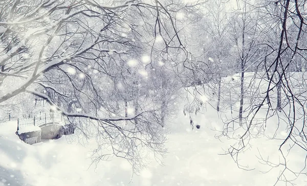 Vinterskogens Landskap Höga Träd Snötäcket Januari Frostiga Dag Parken — Stockfoto