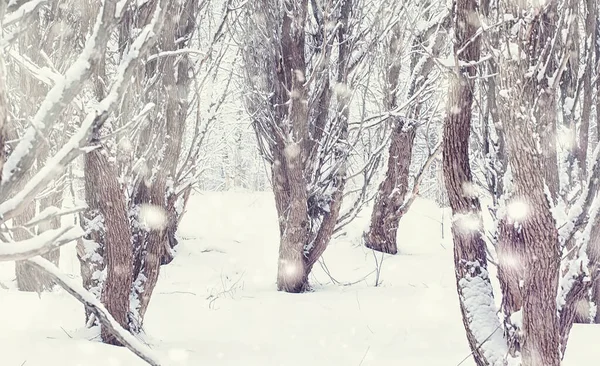 Winterliche Waldlandschaft Hohe Bäume Unter Einer Schneedecke Frosttag Januar Park — Stockfoto