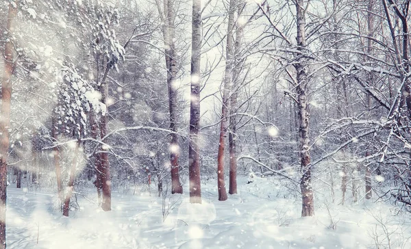 Paisagem Florestal Inverno Árvores Altas Sob Cobertura Neve Janeiro Dia — Fotografia de Stock