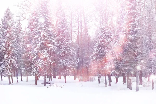 Winterbos Landschap Hoge Bomen Onder Sneeuw Januari Ijzige Dag Park — Stockfoto