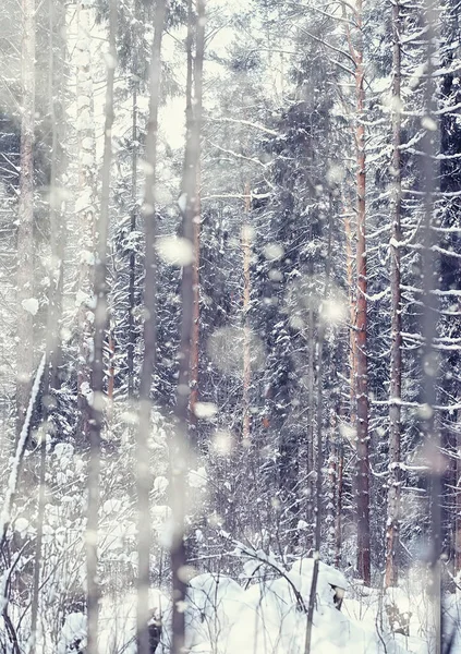 Winterbos Landschap Hoge Bomen Onder Sneeuw Januari Ijzige Dag Park — Stockfoto