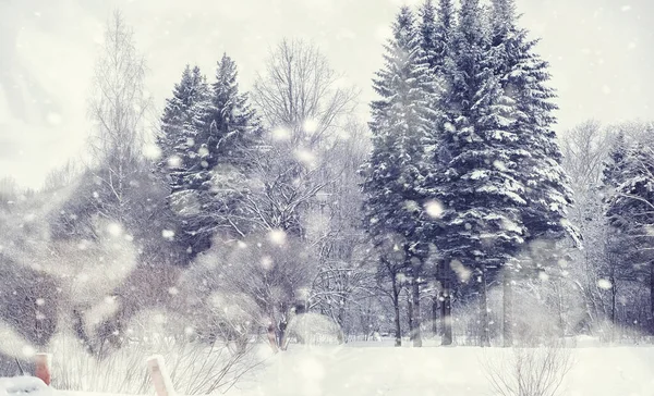 Vinterskogens Landskap Höga Träd Snötäcket Januari Frostiga Dag Parken — Stockfoto