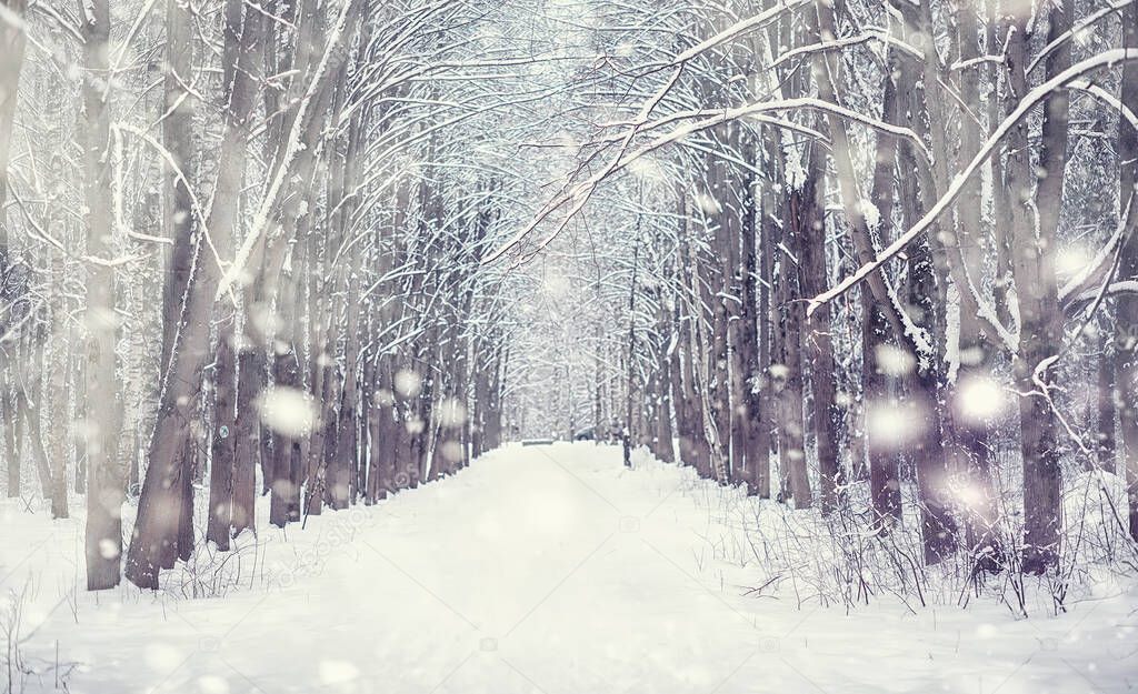 Winter forest landscape. Tall trees under snow cover. January frosty day in park.