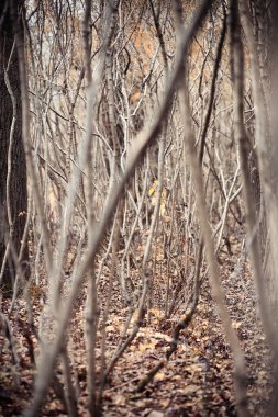 Ormanda sonbahar çıplak ağaçları