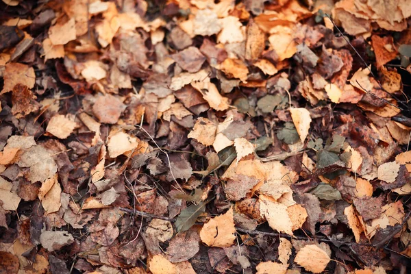 Autumn Dry Fallen Leaves Ground Garden — Fotografia de Stock