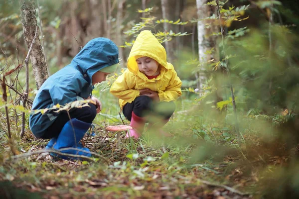 아이들은 거닐면서 버섯을 모읍니다 아이들은 있습니다 가을의 — 스톡 사진