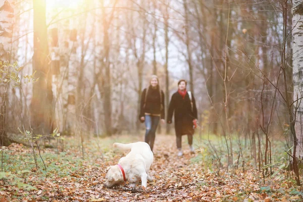 Jong Meisje Een Wandeling Met Hond Herfst Tuin — Stockfoto