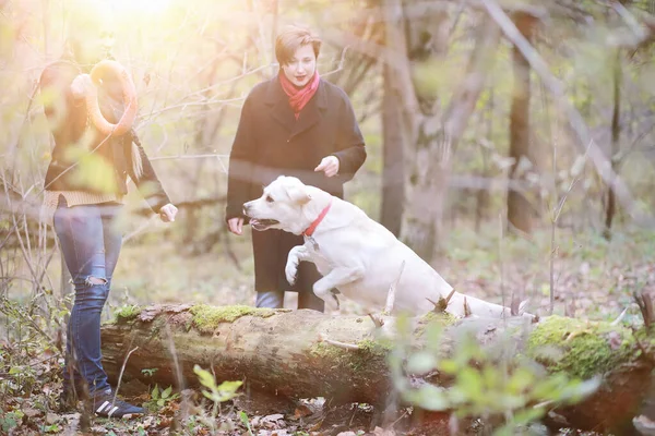 Ung Flicka Promenad Med Hund Höstträdgården — Stockfoto