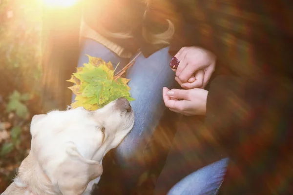 Jong Meisje Een Wandeling Herfst Garde — Stockfoto