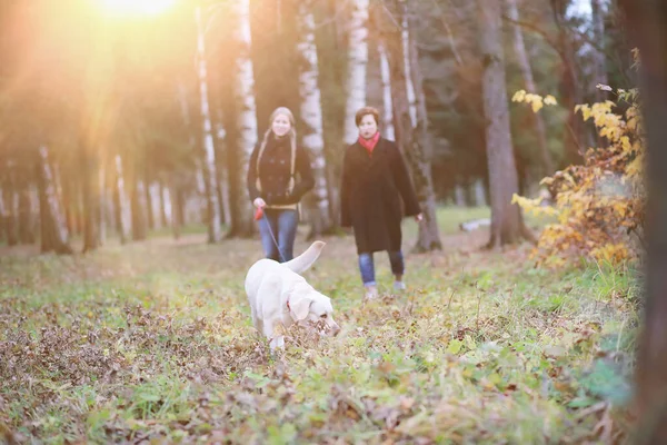 Jovem Passeio Com Cão Jardim Outono — Fotografia de Stock