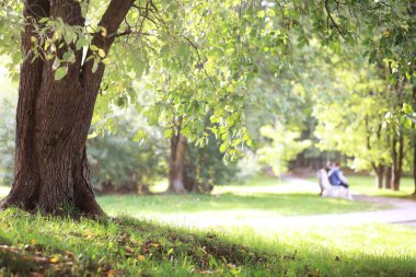 Yaz parkındaki yeşil çayır manzarası 