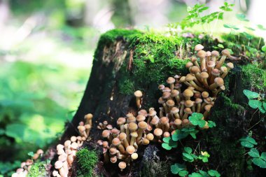 Küçük mantarlar makro / doğa ormanı, zehirli mantarlar küflenmiş.