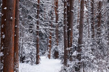 Kış orman manzarası. Kar altında uzun ağaçlar. Ocak ayının soğuk günü parkta.