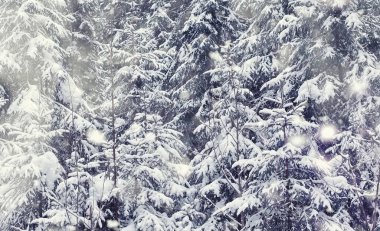 Kış orman manzarası. Kar altında uzun ağaçlar. Ocak ayının soğuk günü parkta.