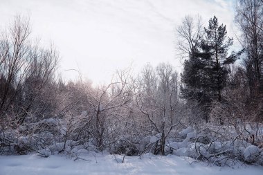 Kış orman manzarası. Kar altında uzun ağaçlar. Ocak ayının soğuk günü parkta.