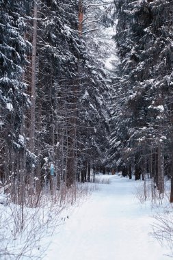 Kış orman manzarası. Kar altında uzun ağaçlar. Ocak ayının soğuk günü parkta.