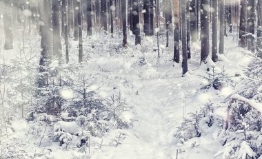 Kış orman manzarası. Kar altında uzun ağaçlar. Ocak ayının soğuk günü parkta.