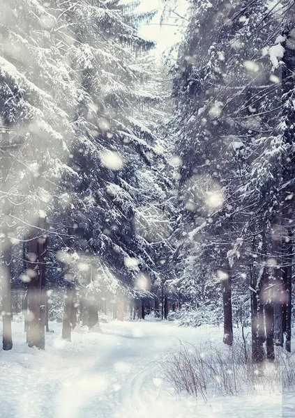 Paesaggio Forestale Invernale Alberi Alti Sotto Manto Neve Gennaio Giornata — Foto Stock