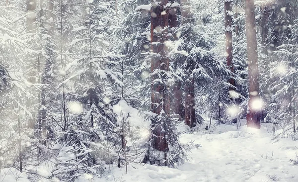 Paisaje Forestal Invernal Árboles Altos Bajo Cubierta Nieve Enero Día — Foto de Stock