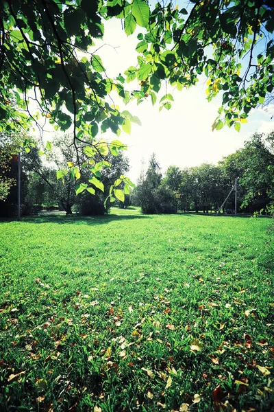 Jasna Wiosenna Zieleń Świcie Lesie Natura Ożywa Wczesną Wiosną — Zdjęcie stockowe