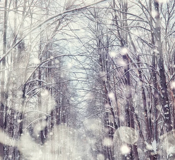 Paisagem Florestal Inverno Árvores Altas Sob Cobertura Neve Janeiro Dia — Fotografia de Stock