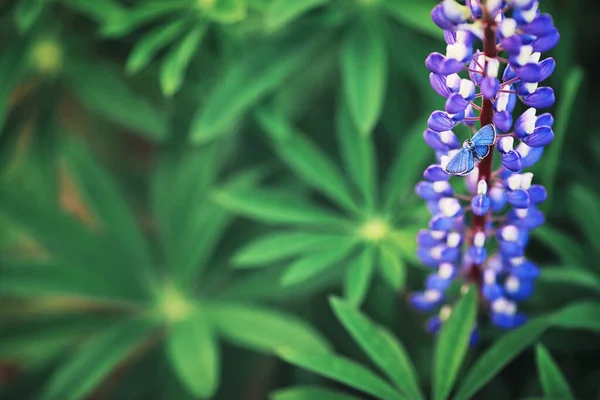 Heldere Lentegroenen Bij Dageraad Het Bos Natuur Komt Tot Leven — Stockfoto