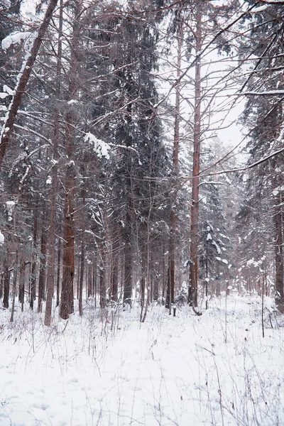 Vinterskogens Landskap Höga Träd Snötäcket Januari Frostiga Dag Parken — Stockfoto